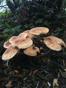30th Oct 2022 - Different fungi today