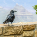 Ravens by danette