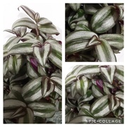 30th Oct 2022 - A Wandering Jew or Tradiscantia