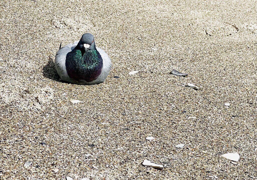 Pooped Pigeon.  by calm