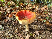 30th Oct 2022 - Fly Agaric
