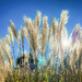 Pampas Grasses by k9photo