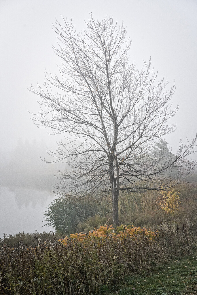 Bare Tree in the Mist by gardencat