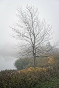 30th Oct 2022 - Bare Tree in the Mist