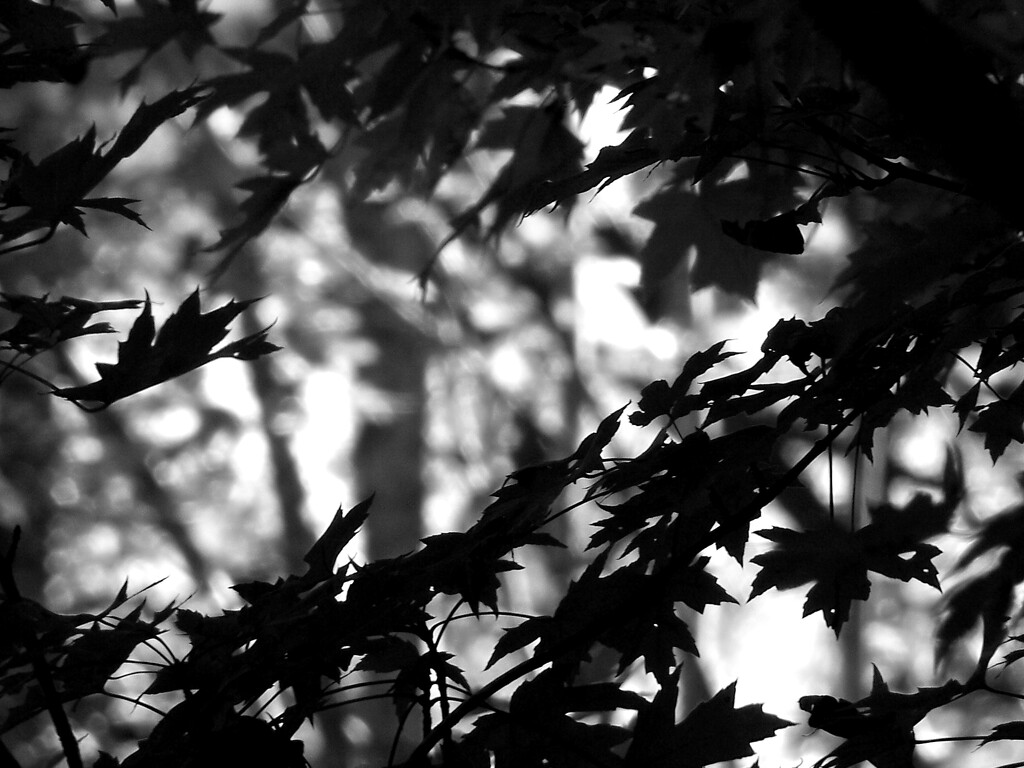 Maple leaf silhouettes... by marlboromaam