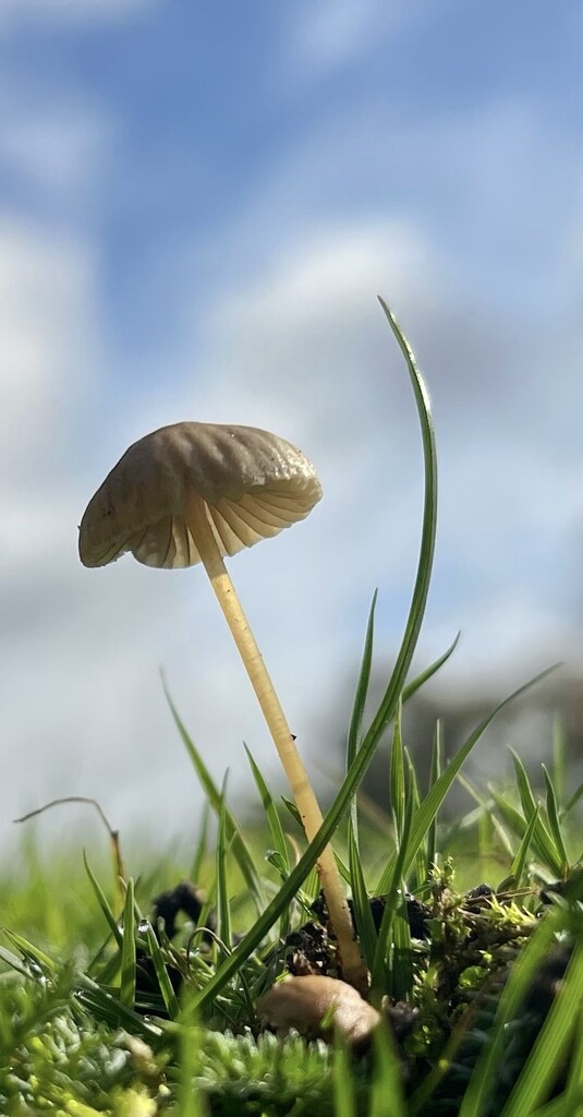 Tiny mushroom by pattyblue
