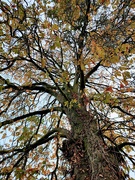 16th Oct 2022 - Horse Chestnut Tree 