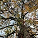 Horse Chestnut Tree  by countrylassie