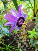 22nd Oct 2022 - Passion Flowers still Blooming