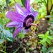 Passion Flowers still Blooming