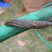 Slug on Hose  by sfeldphotos