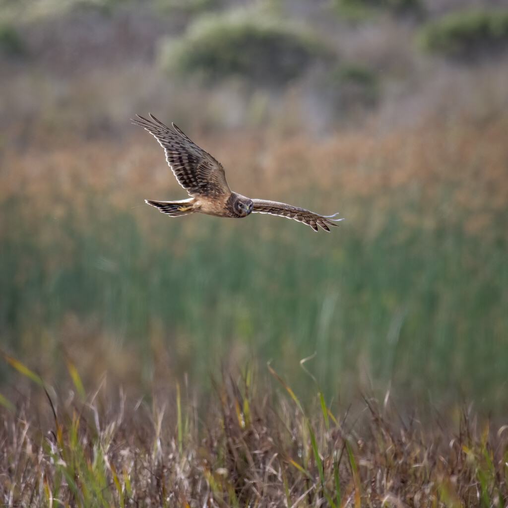Immature Northern Harrier hunting over the marsh by nicoleweg