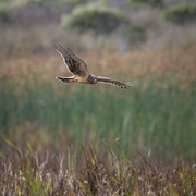 30th Oct 2022 - Immature Northern Harrier hunting over the marsh