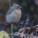 Female Cardinal by cwbill