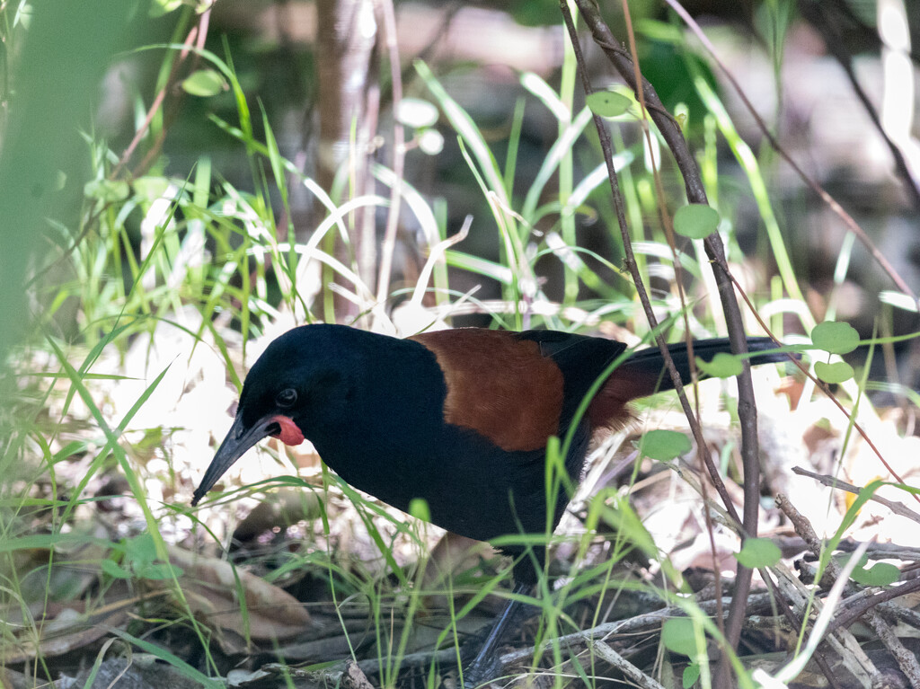 Shy Saddleback popped out in front from of me by creative_shots