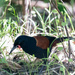 Shy Saddleback popped out in front from of me by creative_shots