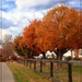 Autumn Comes to Clear Springs Drive by olivetreeann
