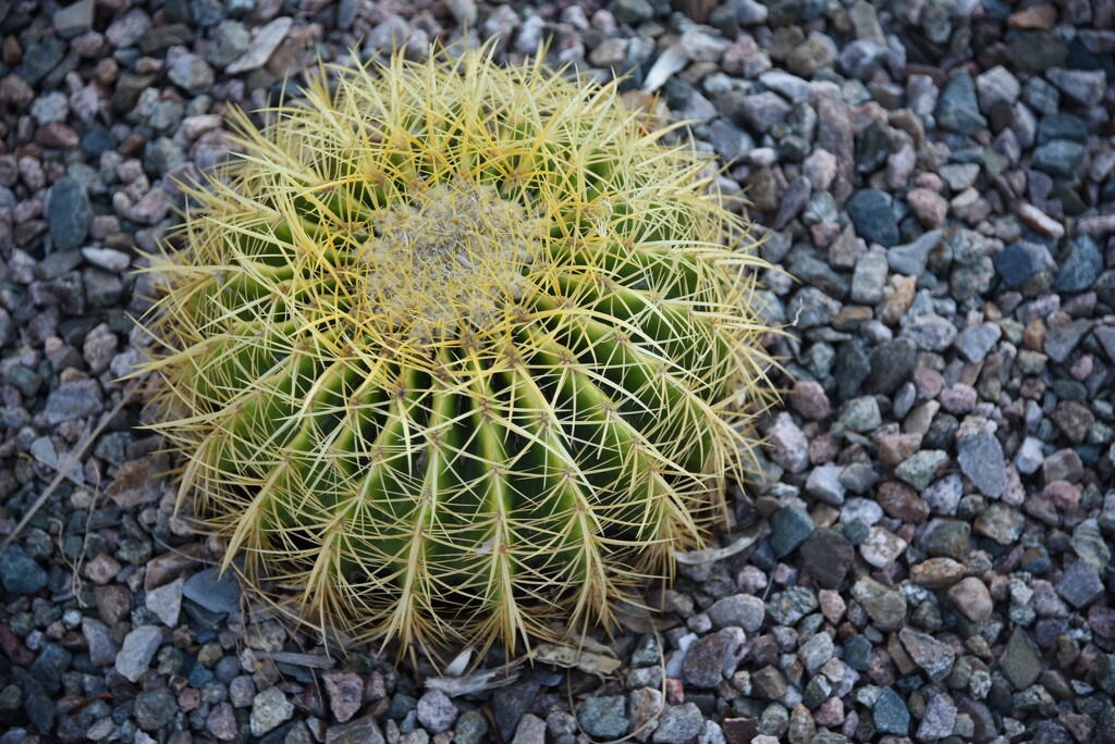 Lone Barrel Cactus by mamabec