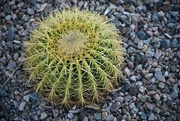 30th Oct 2022 - Lone Barrel Cactus