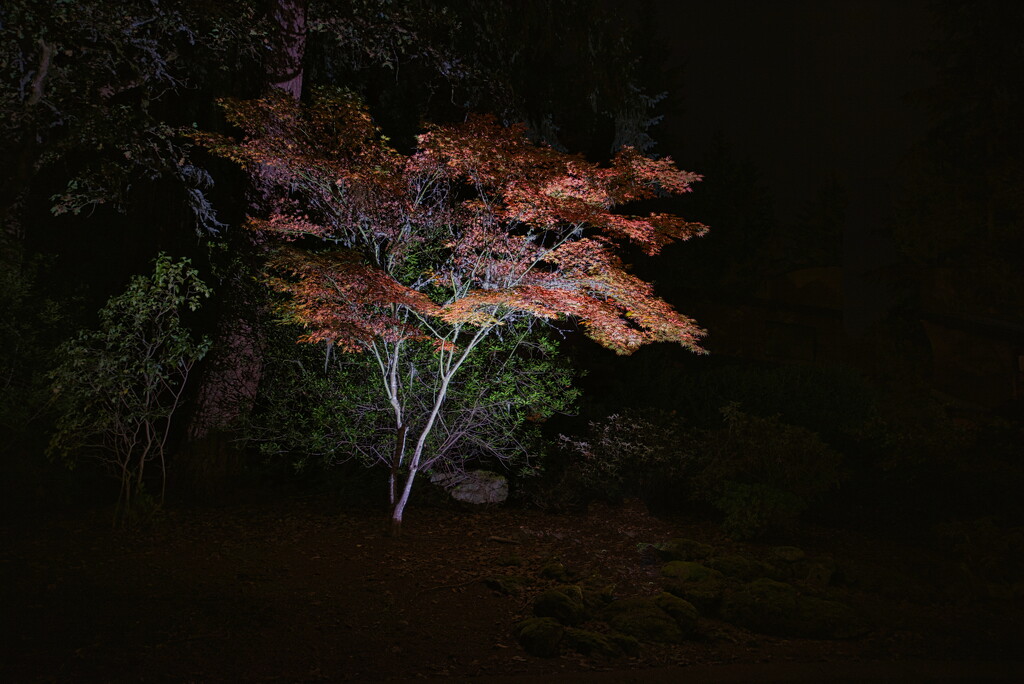 Fall Light by joysabin