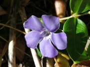 2nd Oct 2022 - Fall Periwinkle 