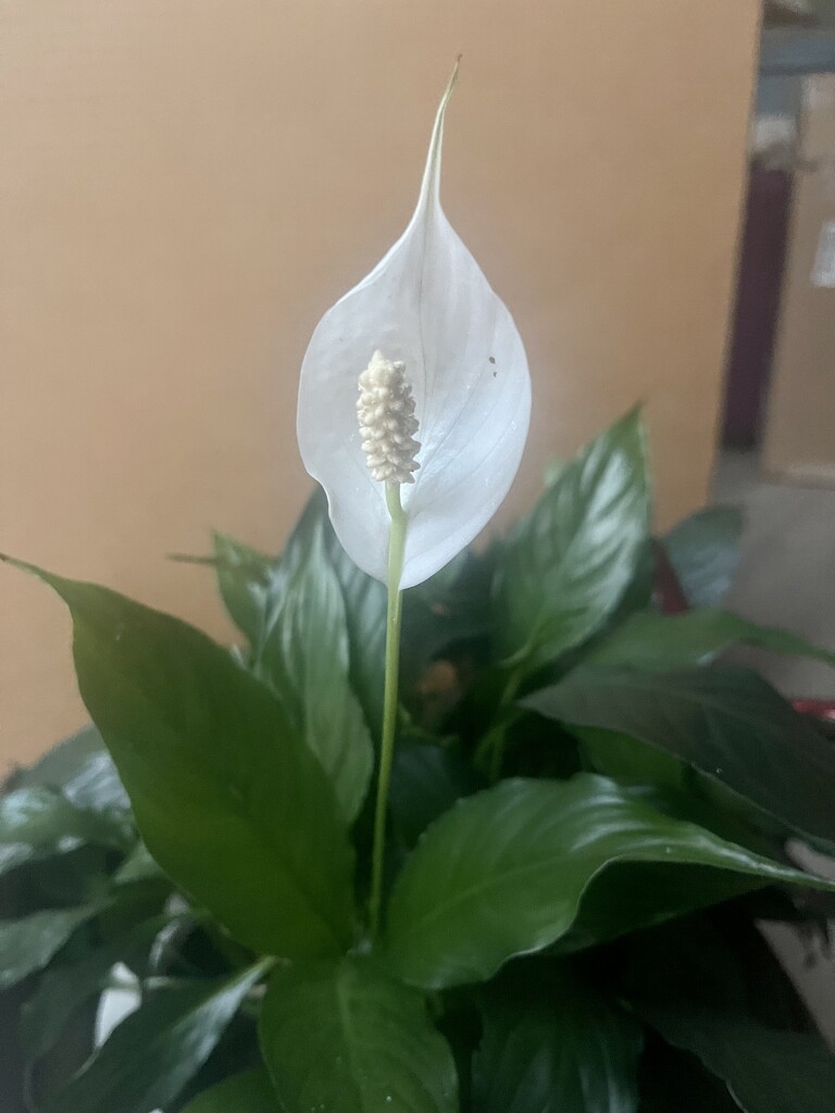 Peace Lily by sandlily