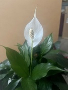 27th Oct 2022 - Peace Lily
