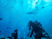 25th Oct 2022 - Shark diving