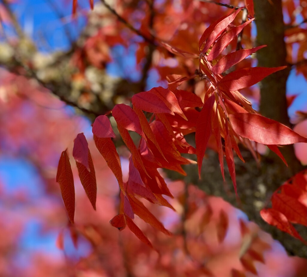 Autumn Colors by gardenfolk