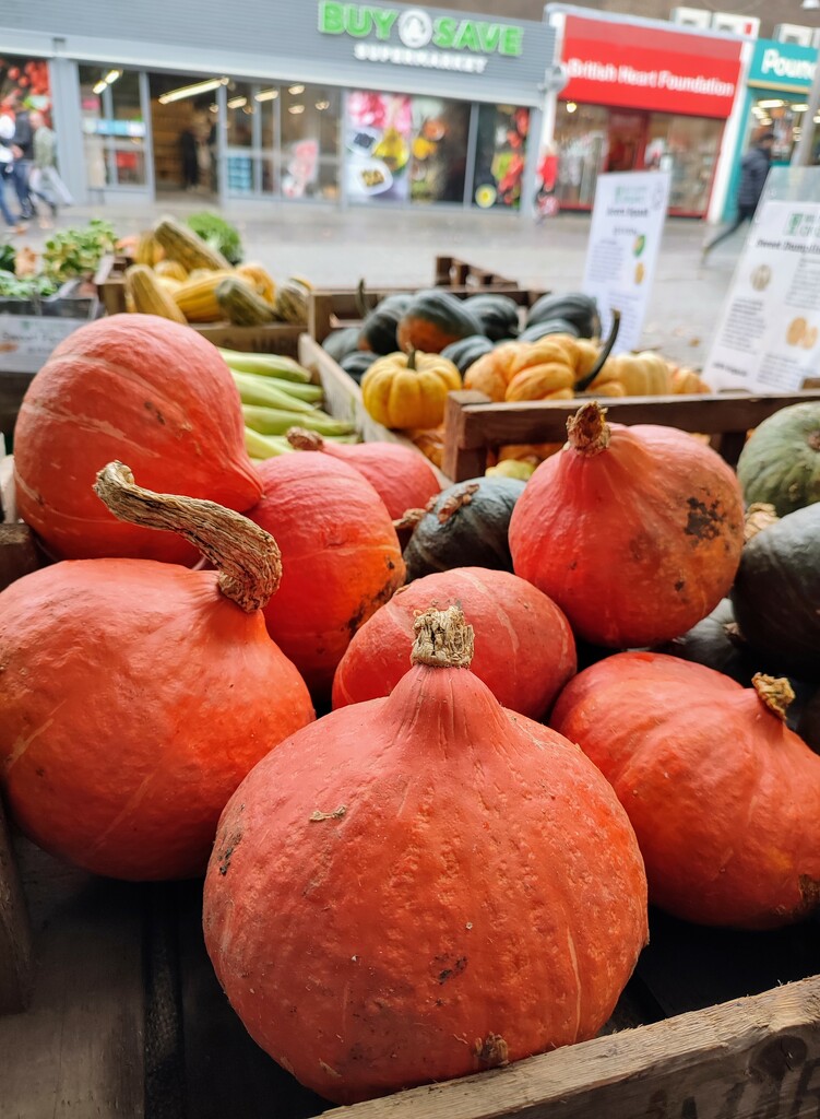 Squashes galore  by boxplayer