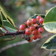 31st Oct 2022 - ripening berries