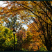 Autumn Colour by hjbenson
