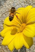 16th Oct 2022 - My best bee shot ever …… and grabbed on my iPhone waiting for the bus!