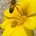 My best bee shot ever …… and grabbed on my iPhone waiting for the bus! by johnfalconer