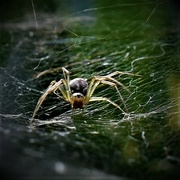 31st Oct 2022 - Spider on the web!