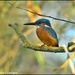 Beautiful kingfisher  by rosiekind