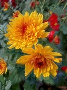 31st Oct 2022 - Chrysanthemum 