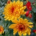 Chrysanthemum  by 365projectorgjoworboys