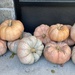 Pumpkin Pile by lisaconrad