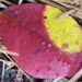 Painted Leaf by k9photo