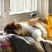 Sleepin' In The Sun by yogiw
