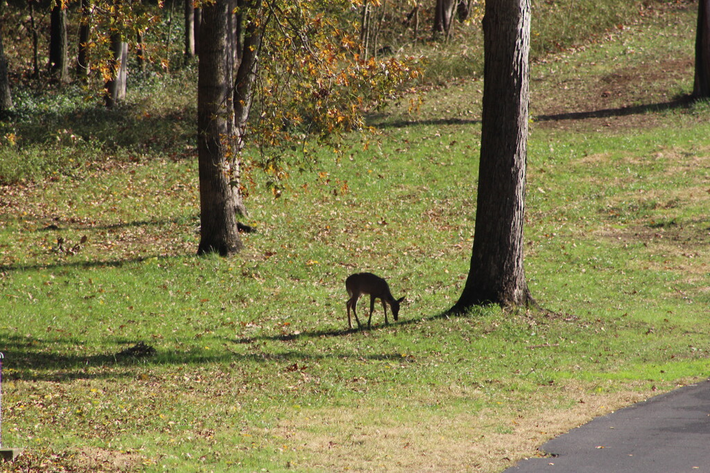 Oct 26 Deer at the 4th hole IMG_7921A by georgegailmcdowellcom