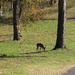 Oct 26 Deer at the 4th hole IMG_7921A by georgegailmcdowellcom