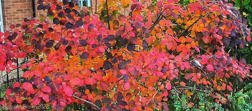 Autumn colours by craftymeg
