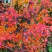 Autumn colours by craftymeg