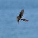 1st attempt In capturing a Skylark in flight  by Dawn