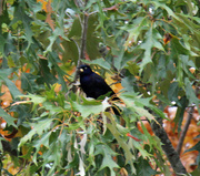 31st Oct 2022 - Oct 31 Grackle with nut in mouth IMG_7928A