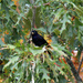 Oct 31 Grackle with nut in mouth IMG_7928A by georgegailmcdowellcom