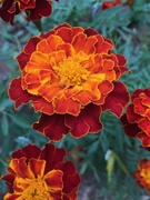 25th Oct 2022 - Marigolds in the garden