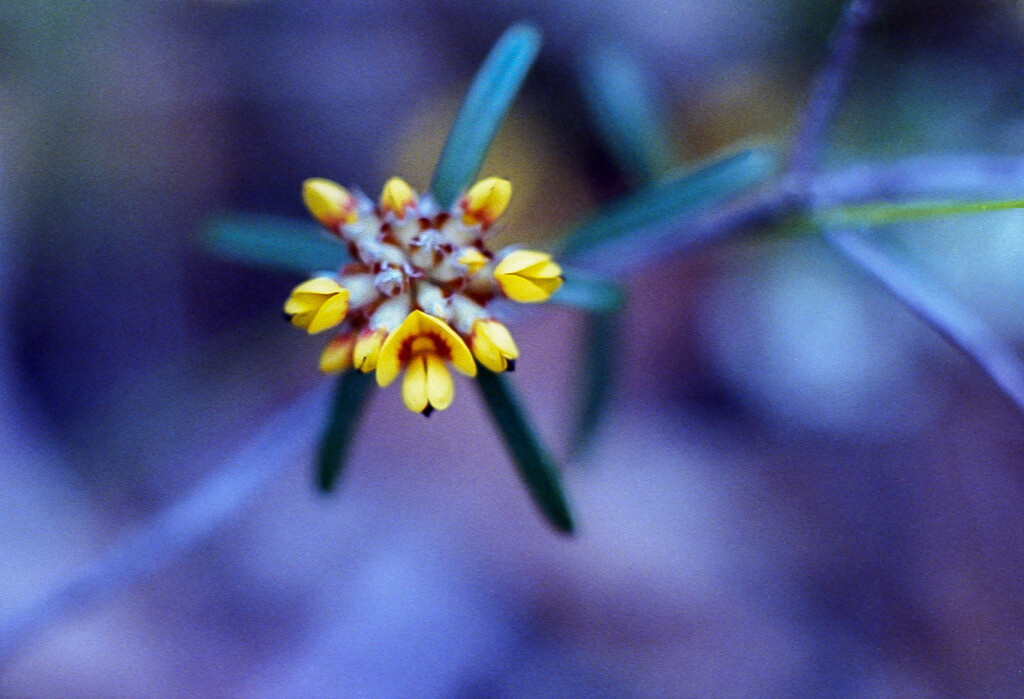 Rosemary bush-pea by peterdegraaff